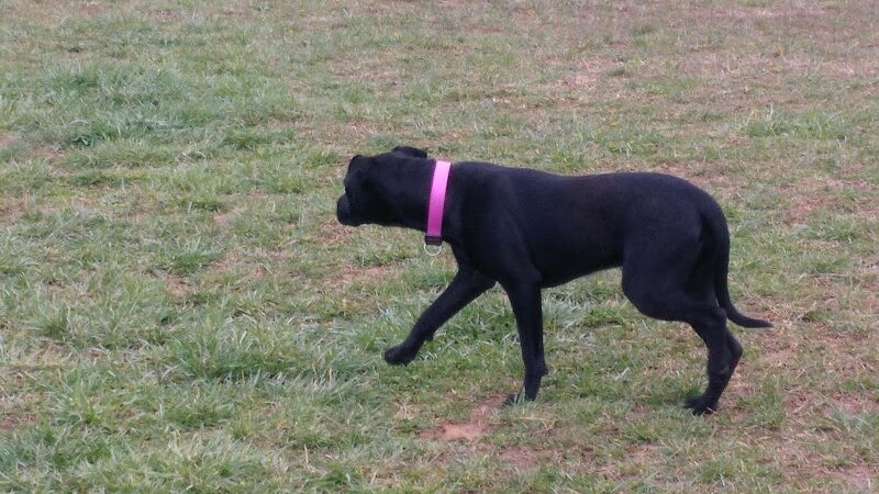 Huffaker's Willow Dog Park - Somerset, KY