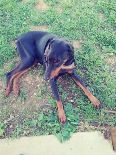 Huffaker's Willow Dog Park - Somerset, KY