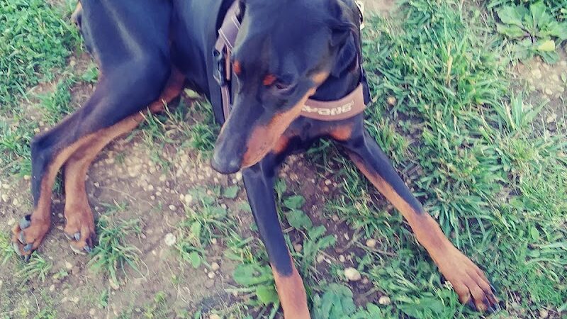 Huffaker's Willow Dog Park - Somerset, KY