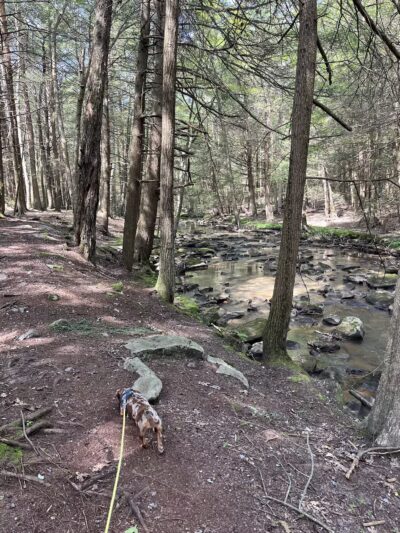Kimberly Run Natural Area - Somerset, PA