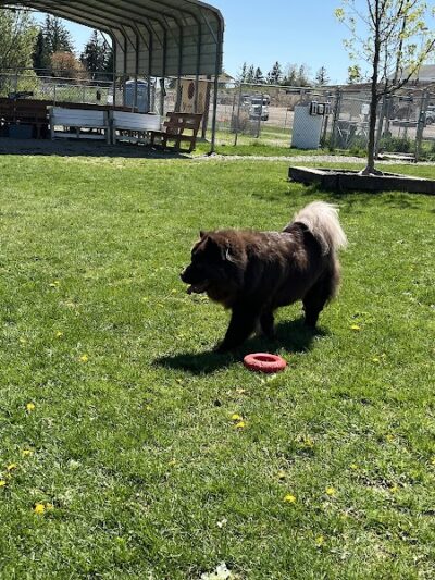 Jager and Friends Dog Park - Somerset, PA