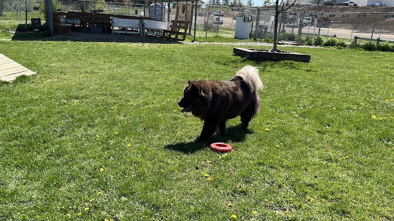 Jager and Friends Dog Park - Somerset, PA