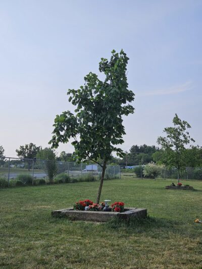 Jager and Friends Dog Park - Somerset, PA