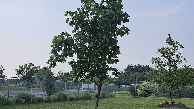 Jager and Friends Dog Park - Somerset, PA
