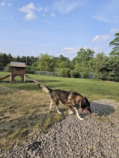 Jager and Friends Dog Park - Somerset, PA