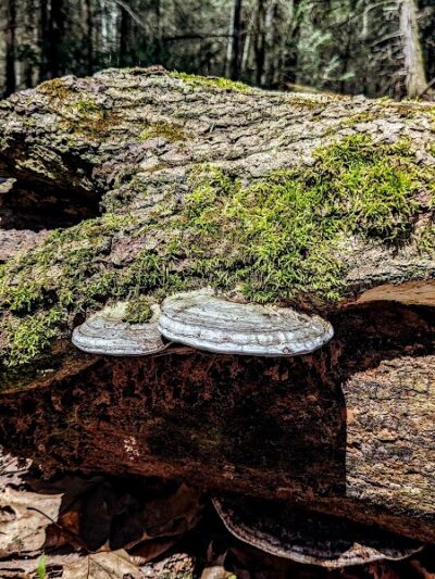 Kimberly Run Natural Area - Somerset, PA