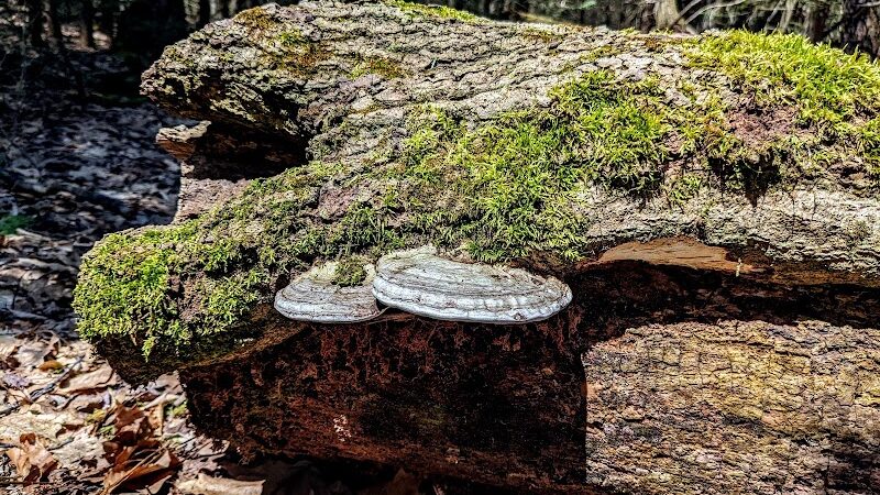 Kimberly Run Natural Area - Somerset, PA