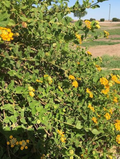 Perricone Park - Somerton, AZ