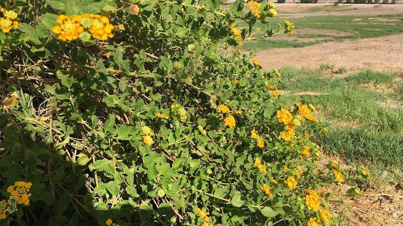 Perricone Park - Somerton, AZ