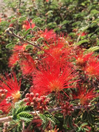 Perricone Park - Somerton, AZ