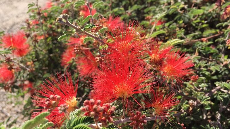 Perricone Park - Somerton, AZ