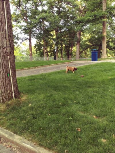 Rum Village Dog Park - South Bend, IN