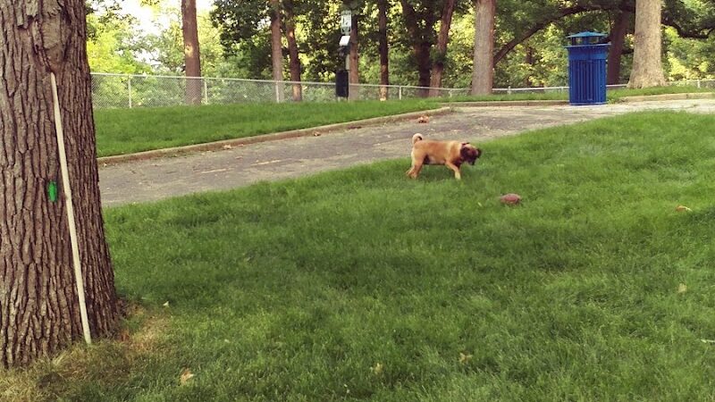 Rum Village Dog Park - South Bend, IN