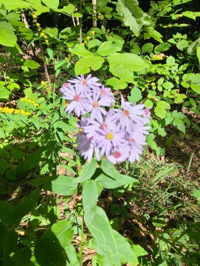 Rum Village Dog Park - South Bend, IN