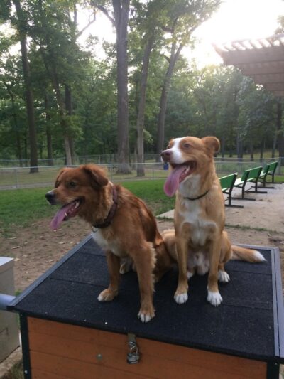 Rum Village Dog Park - South Bend, IN