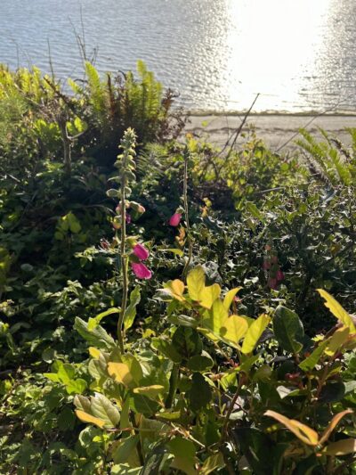 Bay Center / Willapa Bay KOA Holiday