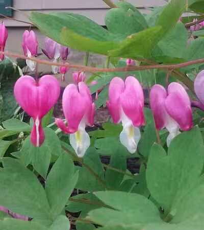 South Bethlehem Park - South Bethlehem, NY