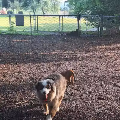 Joplin Dog Park - South Charleston, WV