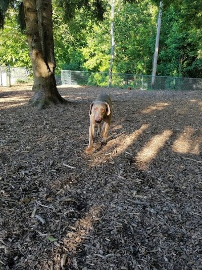 Joplin Dog Park - South Charleston, WV