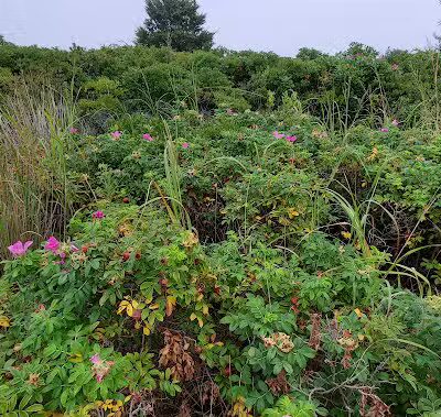Dog Beach - South Kingstown, RI