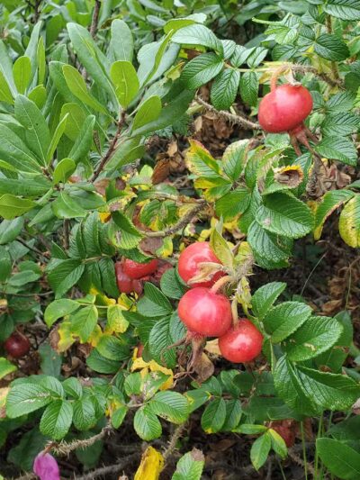 Dog Beach - South Kingstown, RI
