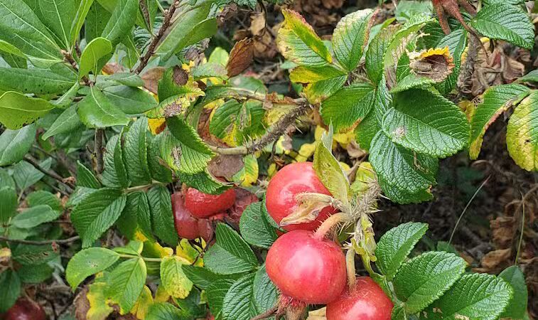 Dog Beach - South Kingstown, RI