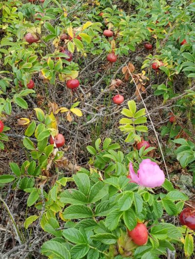 Dog Beach - South Kingstown, RI