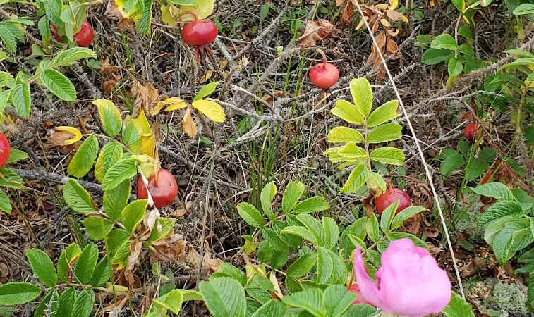 Dog Beach - South Kingstown, RI