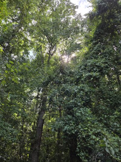 Dismal Swamp State Park - South Mills, NC
