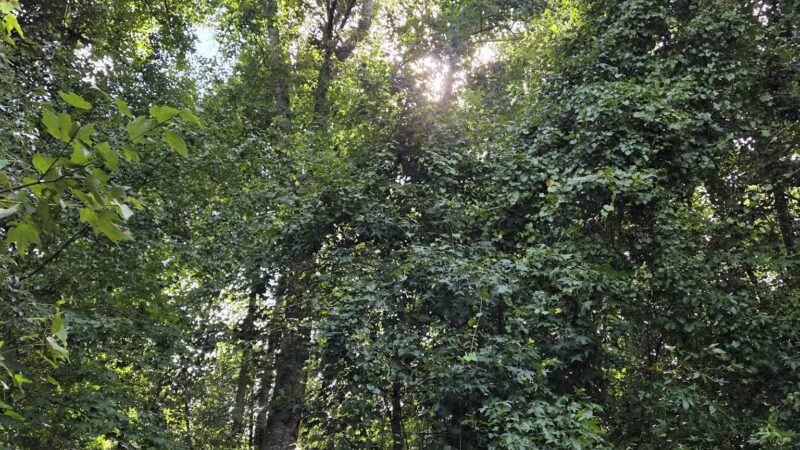 Dismal Swamp State Park - South Mills, NC