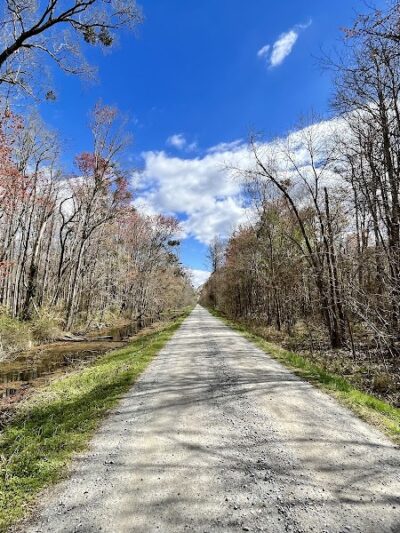 Dismal Swamp State Park - South Mills, NC