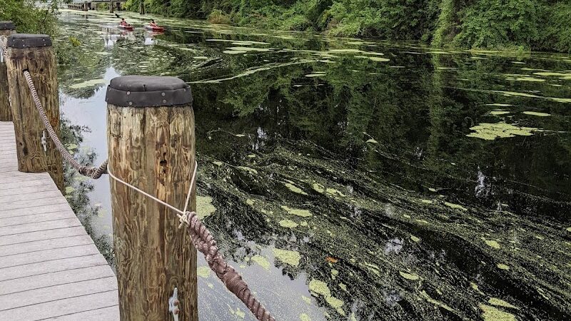 Dismal Swamp State Park - South Mills, NC