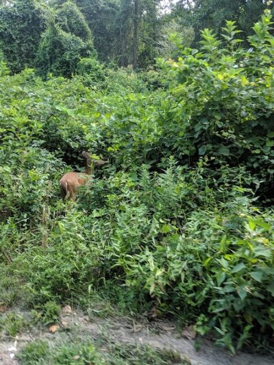 Dismal Swamp Trail - South Mills, NC
