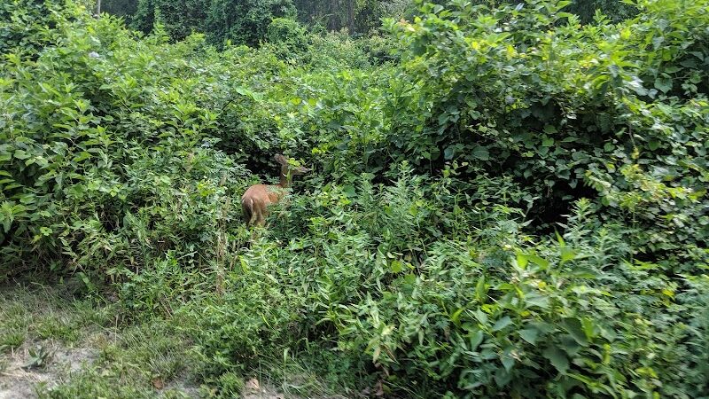 Dismal Swamp Trail - South Mills, NC