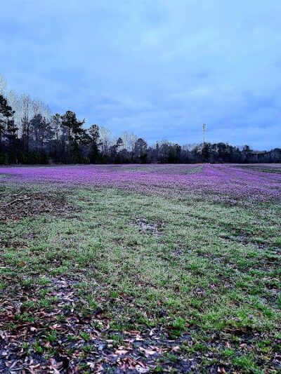 Dismal Swamp Trail - South Mills, NC