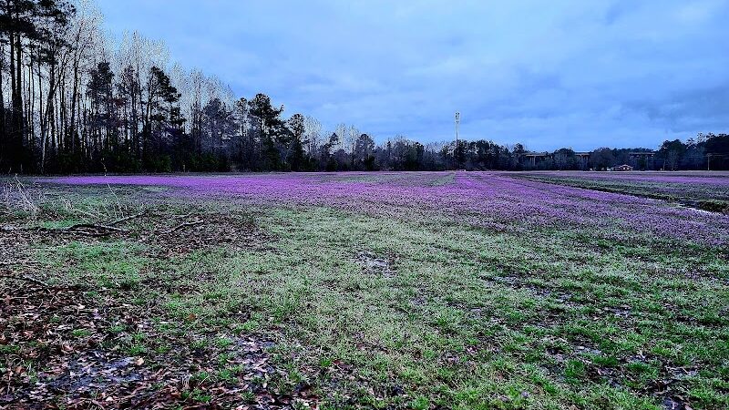 Dismal Swamp Trail - South Mills, NC