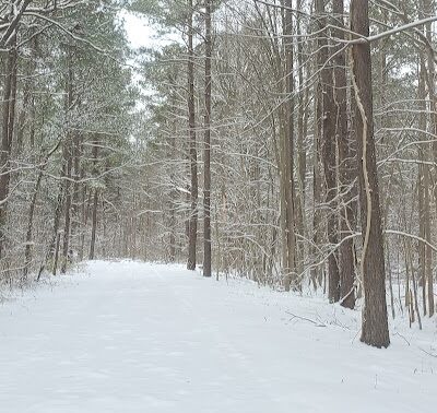 Dismal Swamp Trail - South Mills, NC