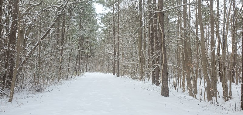Dismal Swamp Trail - South Mills, NC