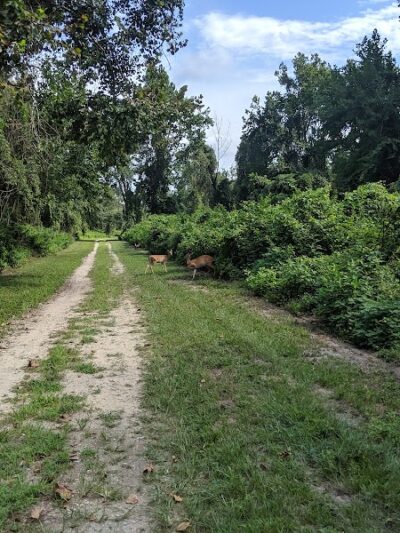 Dismal Swamp Trail - South Mills, NC