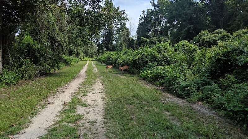 Dismal Swamp Trail - South Mills, NC