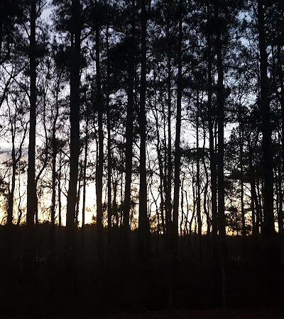 Dismal Swamp Trail - South Mills, NC