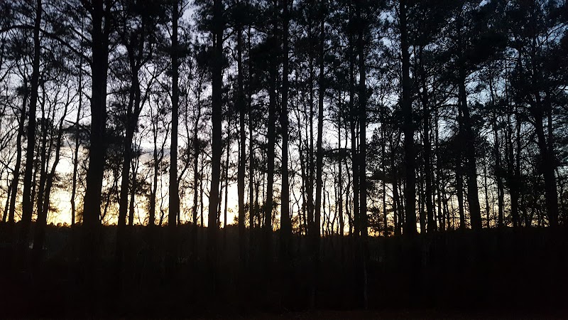 Dismal Swamp Trail - South Mills, NC