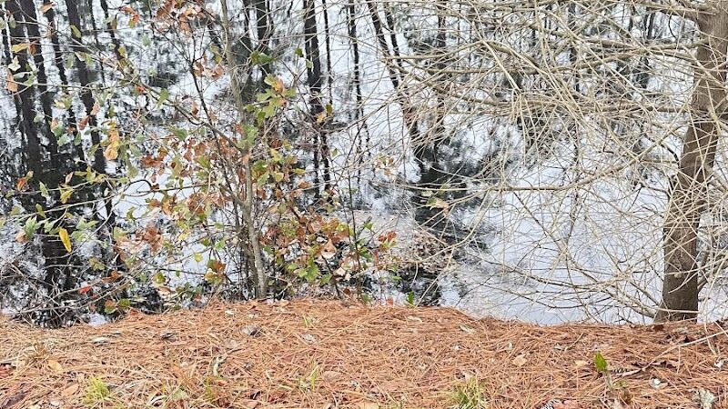 Dismal Swamp Trail - South Mills, NC
