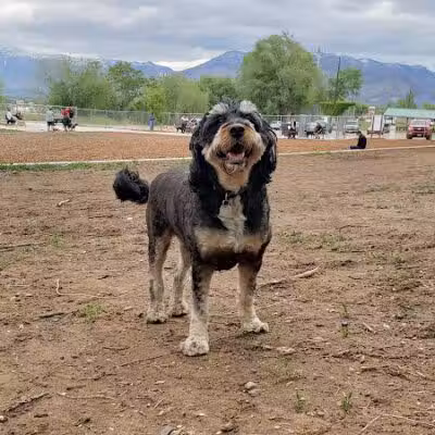 South Ogden Dog Park - South Ogden, UT