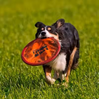 South Ogden Dog Park - South Ogden, UT