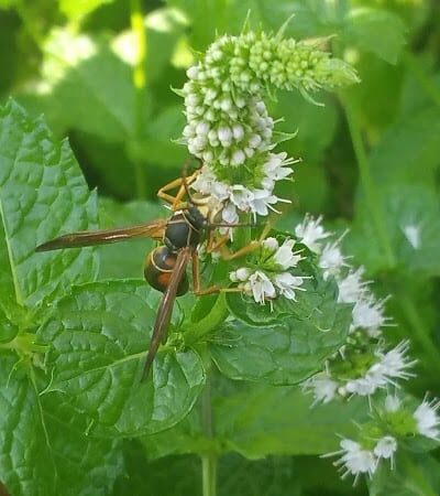 Dr. Charles R. Drew Park - South Ozone Park, NY