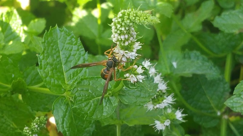 Dr. Charles R. Drew Park - South Ozone Park, NY