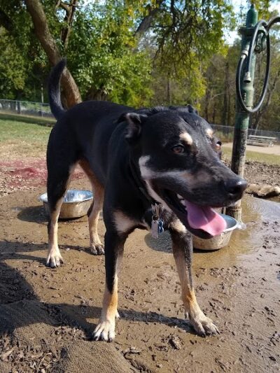 South Park Dog Park #2 - South Park Township, PA