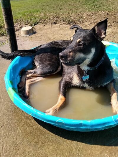 South Park Dog Park #2 - South Park Township, PA