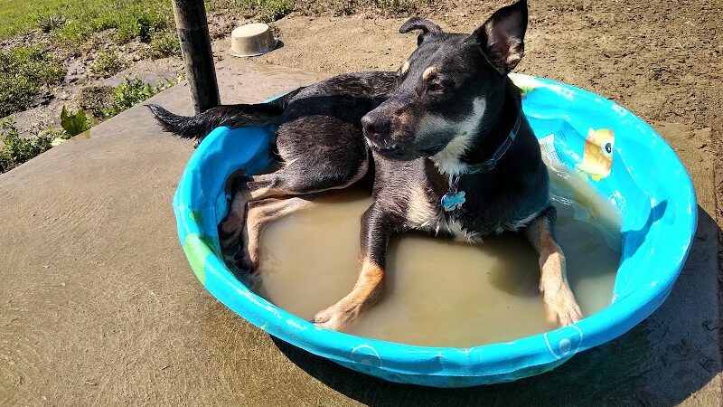 South Park Dog Park #2 - South Park Township, PA